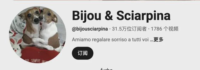 宠物出海品牌Furbo、Petkit和PetSnowy合作了哪些高性价比红人？(图5)