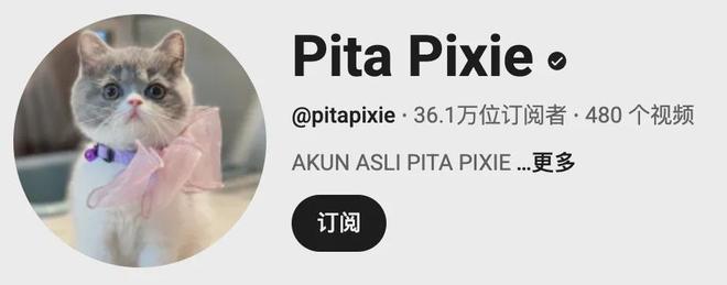 宠物出海品牌Furbo、Petkit和PetSnowy合作了哪些高性价比红人？(图12)