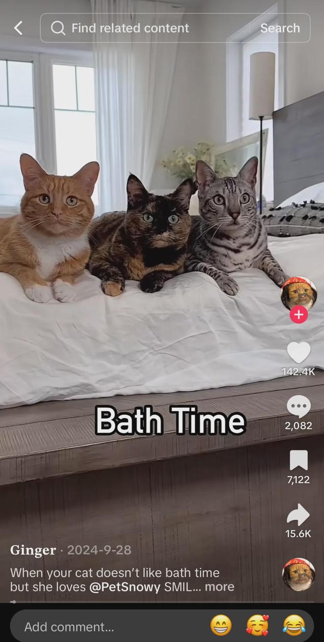 宠物出海品牌Furbo、Petkit和PetSnowy合作了哪些高性价比红人？(图19)