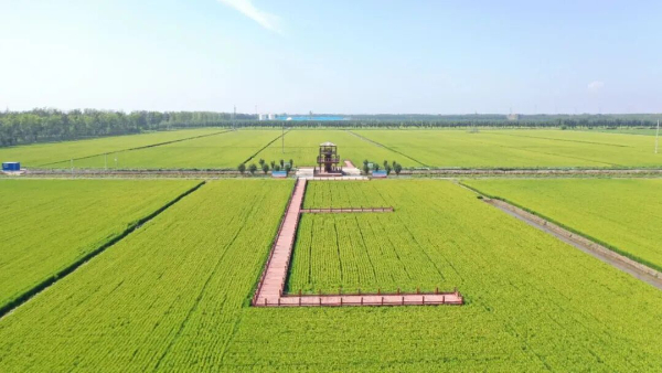 星空体育网址：“农”墨重彩促振兴津沽大地绘新卷！(图4)