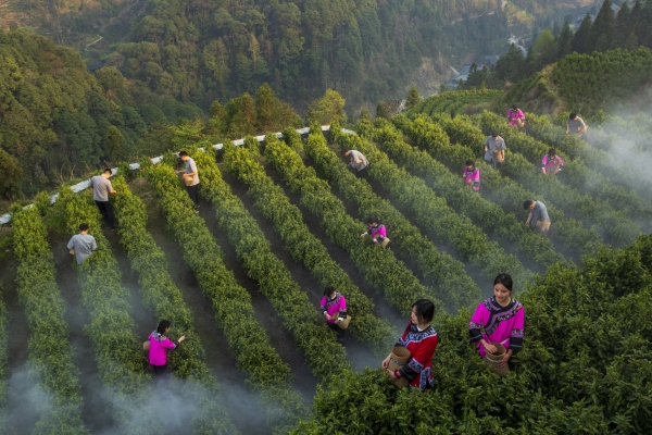 星空体育网站：酉水茶香润保靖今朝蝶变上层楼@湖南日报特刊(图2)