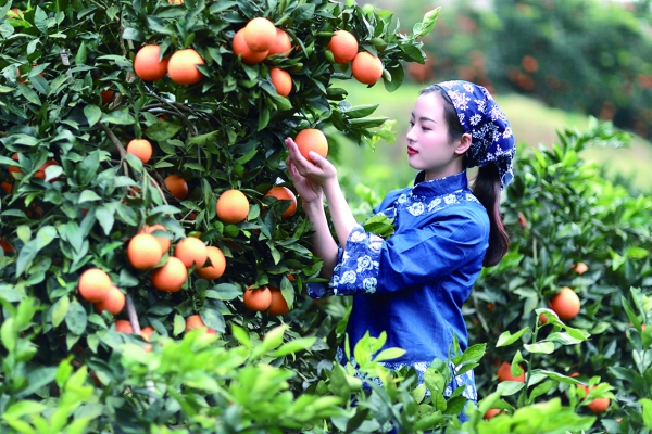 星空体育网站：酉水茶香润保靖今朝蝶变上层楼@湖南日报特刊(图3)