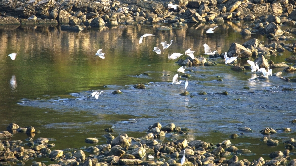 星空体育网站：酉水茶香润保靖今朝蝶变上层楼@湖南日报特刊(图4)