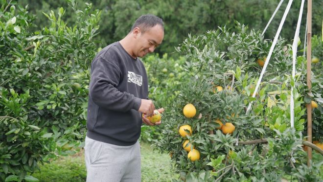 星空体育网址：雁江蜜柑成长记：从千年橘香到全链旺销的产业进阶(图2)