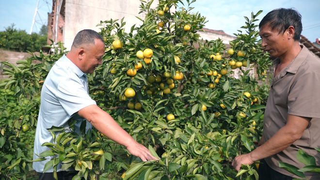 星空体育网址：雁江蜜柑成长记：从千年橘香到全链旺销的产业进阶(图3)