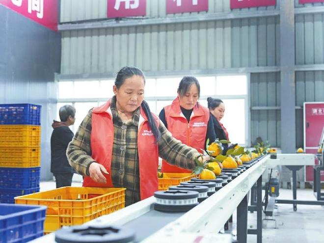 星空体育网址：雁江蜜柑成长记：从千年橘香到全链旺销的产业进阶(图4)