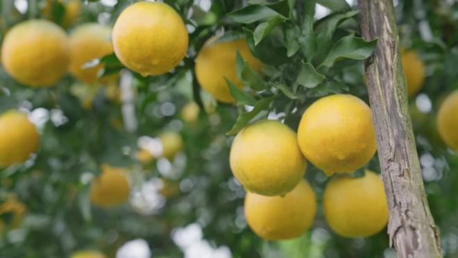 星空体育网址：雁江蜜柑成长记：从千年橘香到全链旺销的产业进阶(图6)